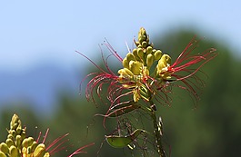 花,黃色,紅色