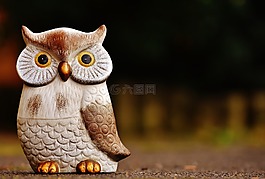 貓頭鷹,鳥,滑稽