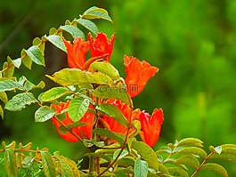芙蓉,鮮花,洪都拉斯