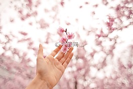 手,花,粉紅色