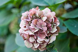 八仙花,繡球,溫室繡球