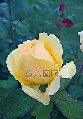 玫瑰,花,花卉