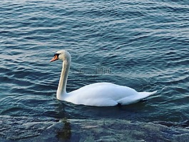 天鵝,巴拉頓湖,水