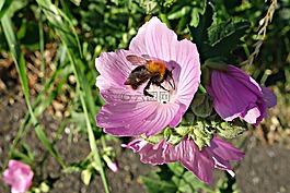 草甸 cranesbill,天竺葵,花