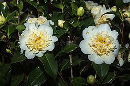 花,開(kāi)花,camelie