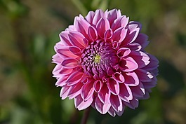 嬌琴紗,花,開花