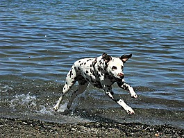 dalmatian,狗,發(fā)現(xiàn)