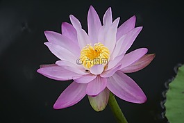 水百合,睡蓮,水