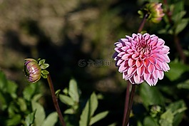 嬌琴紗,花,開花