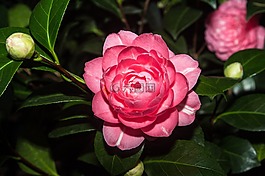 花,開(kāi)花,camelie
