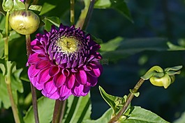 嬌琴紗,花,開花