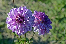 嬌琴紗,花,開花