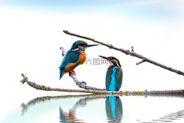 翠鳥(niǎo),景觀,孤立