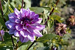 嬌琴紗,花,開花