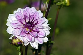 嬌琴紗,花,開花