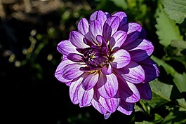 嬌琴紗,花,開花