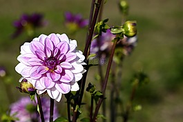 嬌琴紗,花,開花