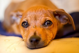 狗,甜,動物