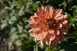 嬌琴紗,花,開花