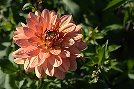 嬌琴紗,花,開花