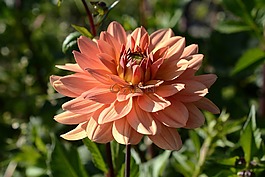 嬌琴紗,花,開花