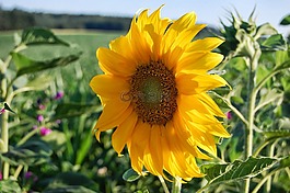花,太陽(yáng)花,性質(zhì)