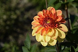 嬌琴紗,花,開花
