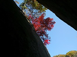 公園,家園,風景