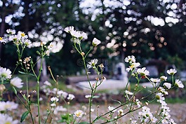 白,花瓣,鮮花