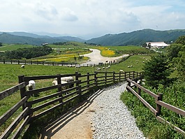 牧場,景觀,大韓民國