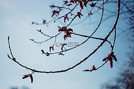 樹,枝杈,植物