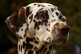 dalmatian,狗,头
