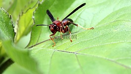 昆蟲(chóng),自然,動(dòng)物
