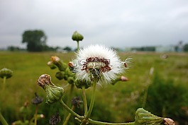 植物,野花,蒲公英
