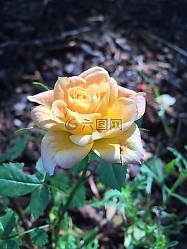 玫瑰,黃玫瑰,花園