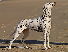 dalmatian,狗,發(fā)現(xiàn)
