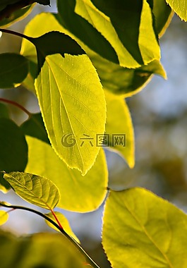 布什,分支機構(gòu),光