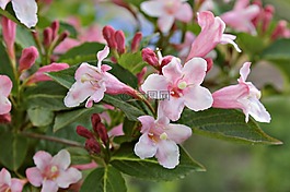 布什,分支機(jī)構(gòu),花園
