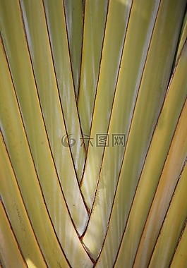 棕櫚,背景,綠色