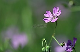 廠,花,關(guān)閉