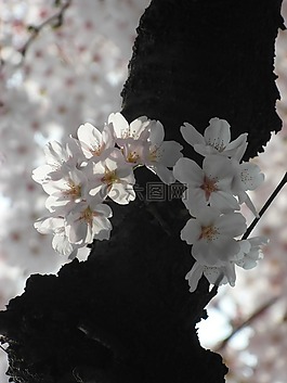 櫻花盛開,鮮花,茄子
