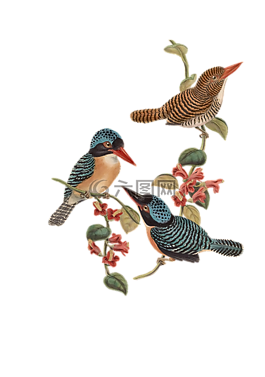 鳥,鳥類,科