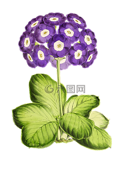 報(bào)春花,花,廠