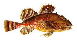 魚,動物,水