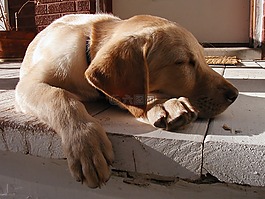 狗,睡眠,可愛
