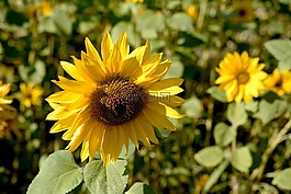 太陽(yáng)花,開花,夏季