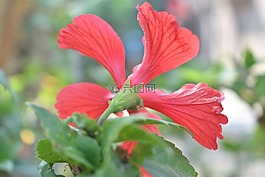 槿,花,開花