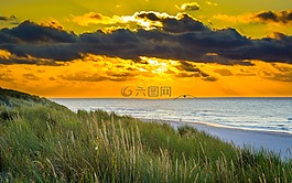 日落,海,鳥
