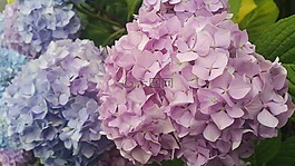 繡球,花瓣,鮮花