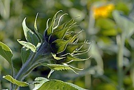 太陽花,芽,夏季